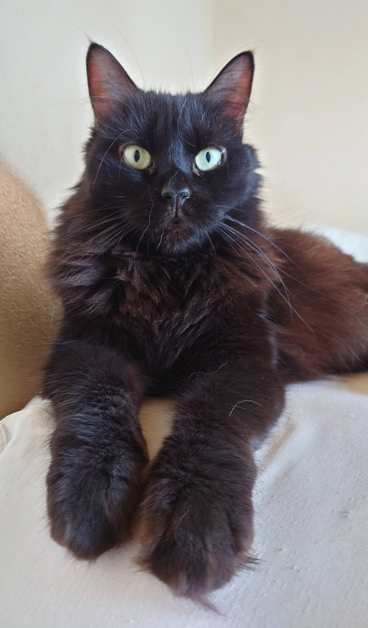 Kurli participe au concours pour gagner de l'argent avec cette photo : black_cat, bombay, carnivore, cat, claw, domestic_short_haired_cat, felidae, foot, fur, paw, small_to_medium_sized_cats, snout, tail, terrestrial_animal, whiskers, window