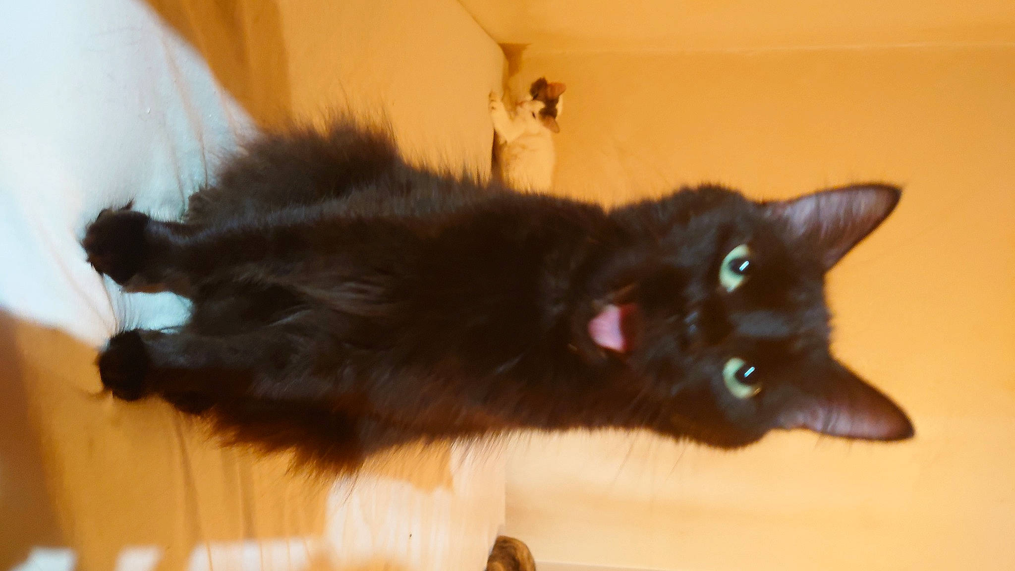 Kurli participe au concours pour gagner de l'argent avec cette photo : black_cat, bombay, carnivore, cat, claw, domestic_short_haired_cat, felidae, flooring, fur, hardwood, plant, small_to_medium_sized_cats, snout, tail, terrestrial_animal, whiskers, window, wood