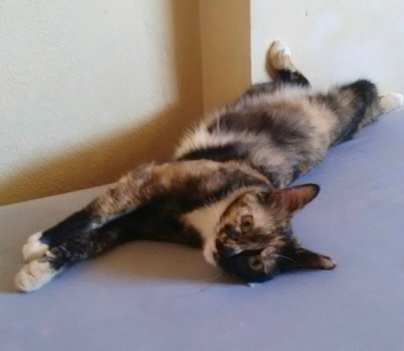 Geretta Geretta participe au concours pour gagner de l'argent avec cette photo : carnivore, cat, claw, comfort, domestic_short_haired_cat, eye, felidae, flooring, fur, paw, small_to_medium_sized_cats, snout, tail, terrestrial_animal, whiskers