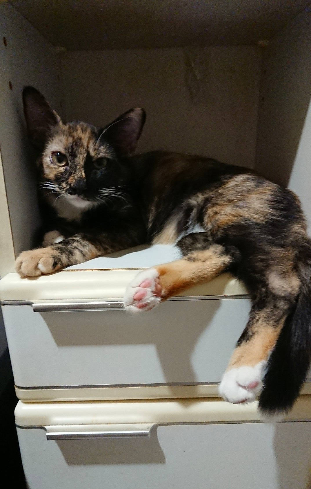 Geretta Geretta a rejoint le concours — aidez-le/la à gagner de superbes lots ! canidae, carnivore, cat, cat_supply, claw, comfort, companion_dog, dog, dog_breed, domestic_short_haired_cat, felidae, fur, nap, pet_supply, room, small_to_medium_sized_cats, snout, tail, terrestrial_animal, whiskers