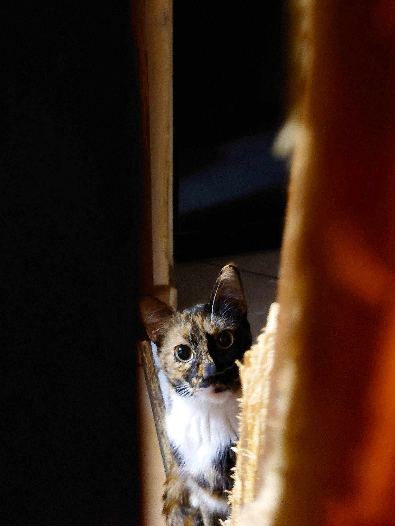 Geretta Geretta a rejoint le concours — aidez-le/la à gagner de superbes lots ! carnivore, cat, darkness, domestic_short_haired_cat, fawn, felidae, fur, paw, small_to_medium_sized_cats, snout, tail, terrestrial_animal, whiskers, wildlife, window, wood