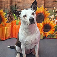 Aries is registered to the contest to win money with this photo: dog, pet, autumn, sunflowers, pumpkins, pinecones, indoor, portrait, cute, white_fur, black_fur, sitting, ears, floor, decor, fall_theme, animal, closeup, background, expression