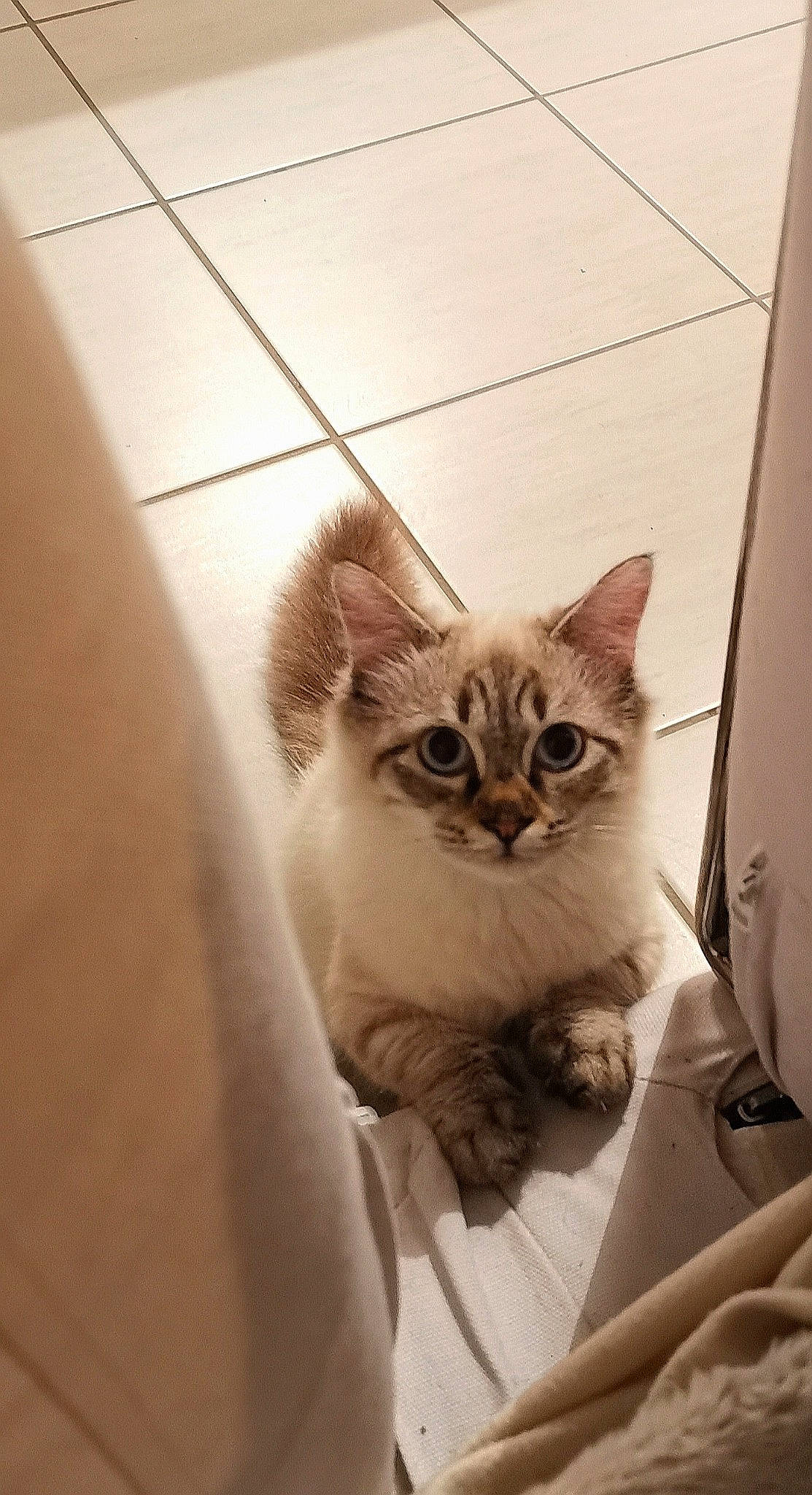 Orya a rejoint le concours — aidez-le/la à gagner de superbes lots ! asian, british_semi_longhair, burmilla, carnivore, cat, domestic_short_haired_cat, ear, european_shorthair, eye, fawn, felidae, fur, kitten, mammal, munchkin, ojos_azules, small_to_medium_sized_cats, tabby_cat, whiskers