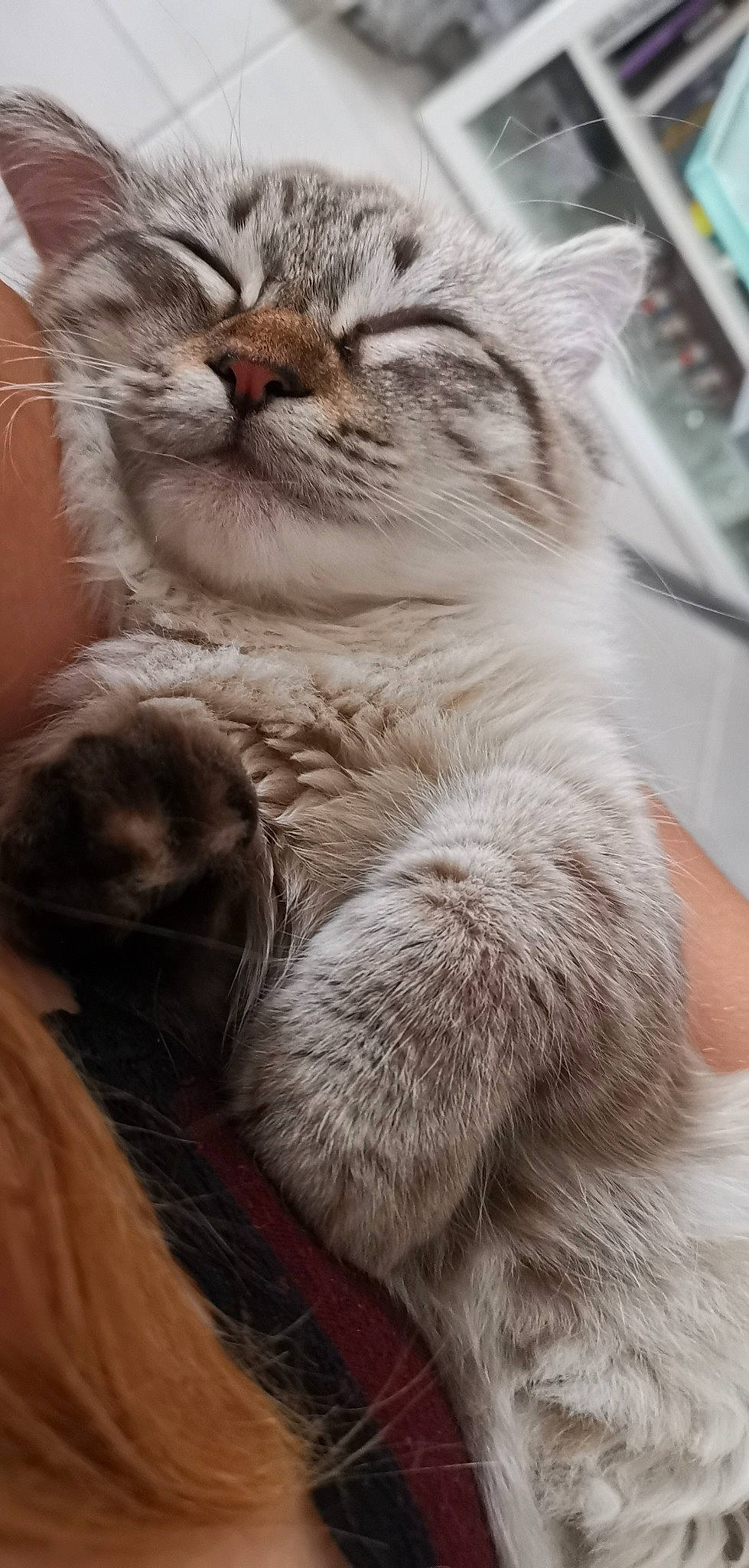 Orya participe au concours pour gagner de l'argent avec cette photo : asian, british_semi_longhair, british_shorthair, carnivore, cat, close_up, domestic_short_haired_cat, european_shorthair, felidae, fur, kitten, mammal, nap, nose, pixie_bob, siberian, small_to_medium_sized_cats, snout, tabby_cat, whiskers