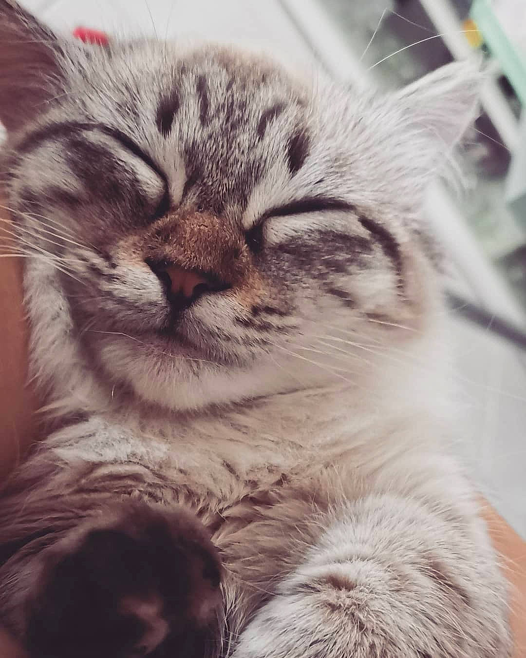 Orya a rejoint le concours — aidez-le/la à gagner de superbes lots ! american_shorthair, asian, carnivore, cat, domestic_short_haired_cat, ear, european_shorthair, eye, felidae, fur, kitten, nose, pixie_bob, siberian, sky, small_to_medium_sized_cats, snout, tabby_cat, whiskers