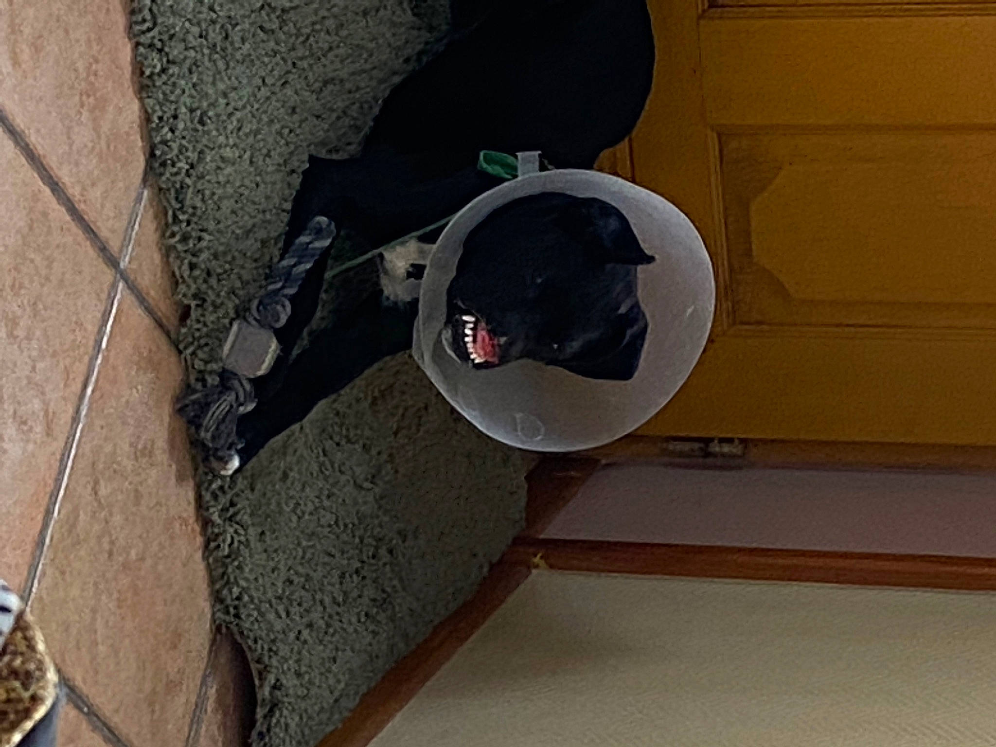 Ninho participe au concours pour gagner de l'argent avec cette photo : asphalt, auto_part, automotive_exterior, automotive_tire, automotive_wheel_system, bumper, circle, composite_material, concrete, fixture, flooring, gas, hardwood, metal, outdoor_shoe, rim, road_surface, wood