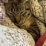 Obi joined the competition — help win amazing prizes! animal, blanket, cat, closeup, comfort, cozy, cute, fur, indoor, knit, nap, pet, relaxed, resting, sleeping, soft, tabby, texture, warm, whiskers