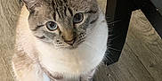 Obi is registered to the contest to win money with this photo: animal, blue_eyes, brown, cat, chair_leg, curious, domestic, ears, feline, fur, indoor, looking_up, paws, pet, siamese, sitting, striped, tan, whiskers, wooden_floor