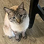 animal, blue_eyes, brown, cat, chair_leg, curious, domestic, ears, feline, fur, indoor, looking_up, paws, pet, siamese, sitting, striped, tan, whiskers, wooden_floor