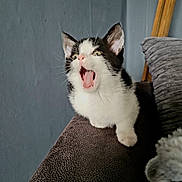 Elliot is registered to the contest to win money with this photo: animal, black_and_white, cat, closeup, couch, cozy, cute, domestic, ears, expression, fur, furniture, indoor, kitten, mouth_open, pet, sitting, whiskers, yawning, young