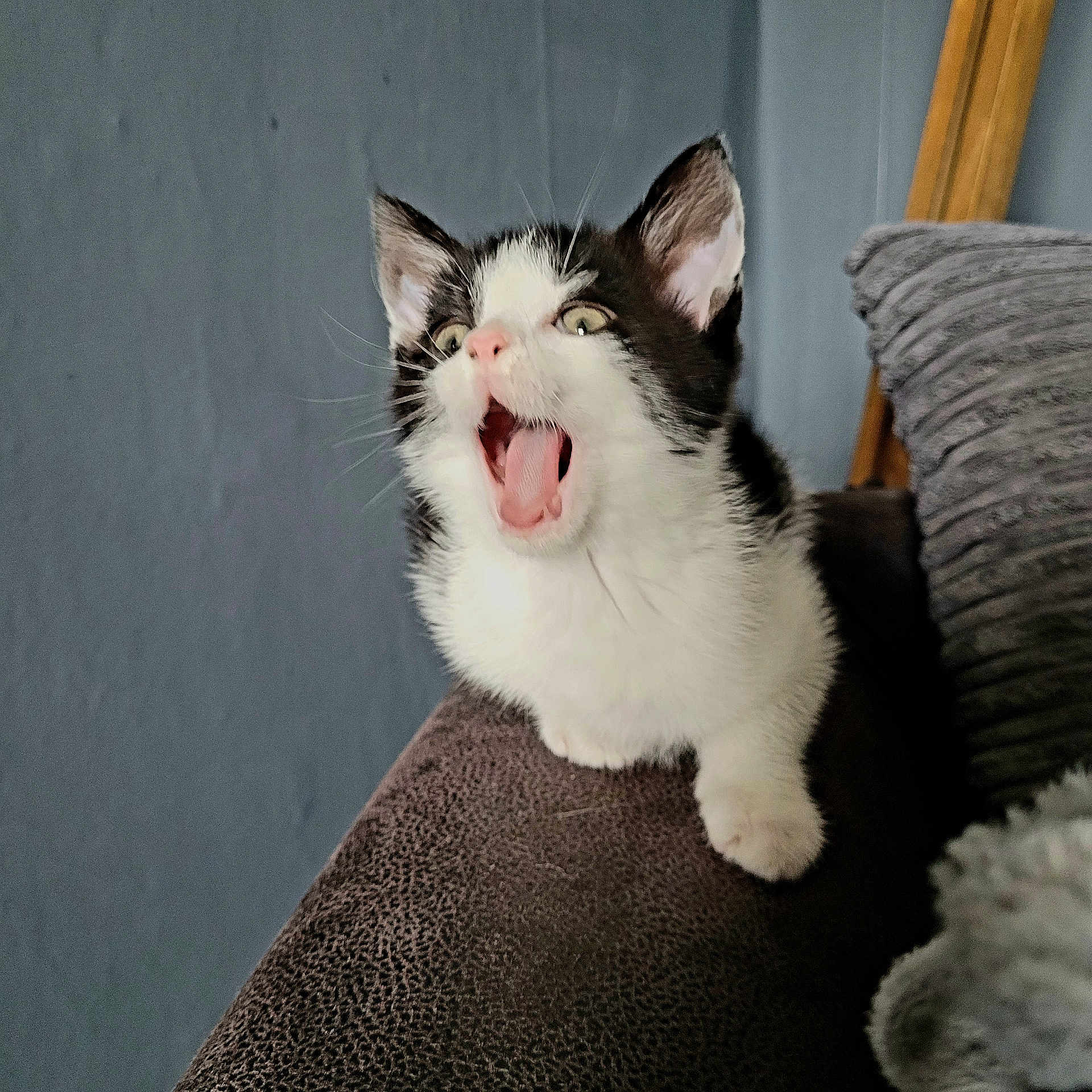 Elliot