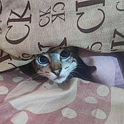 Diablo participe au concours pour gagner de l'argent avec cette photo : animal, blanket, cat, ck_logo, closeup, comfort, cozy, curious, cute, eyes, fabric, face, fur, hiding, indoor, pattern, peeking, pet, resting, soft