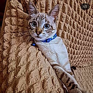 Diablo a rejoint le concours — aidez-le/la à gagner de superbes lots ! cat, blue_eyes, collar, bell, whiskers, fur, texture, blanket, beige, relaxed, indoor, pet, cute, animal, portrait, close_up, tabby, striped, sitting, curious