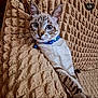 cat, blue_eyes, collar, bell, whiskers, fur, texture, blanket, beige, relaxed, indoor, pet, cute, animal, portrait, close_up, tabby, striped, sitting, curious