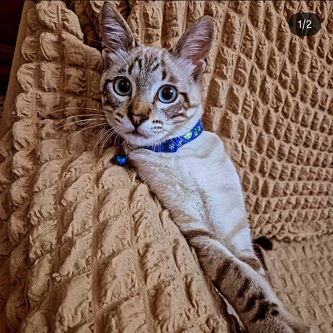 Diablo a rejoint le concours — aidez-le/la à gagner de superbes lots ! animal, beige, bell, blanket, blue_eyes, cat, close_up, collar, curious, cute, fur, indoor, pet, portrait, relaxed, sitting, striped, tabby, texture, whiskers