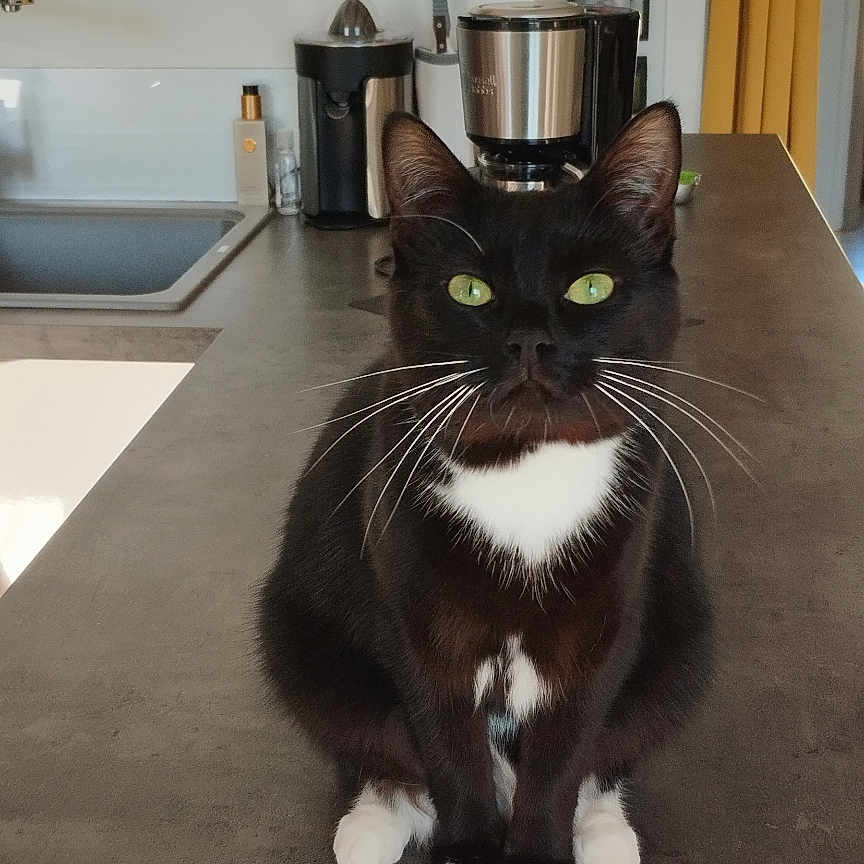 Tiga