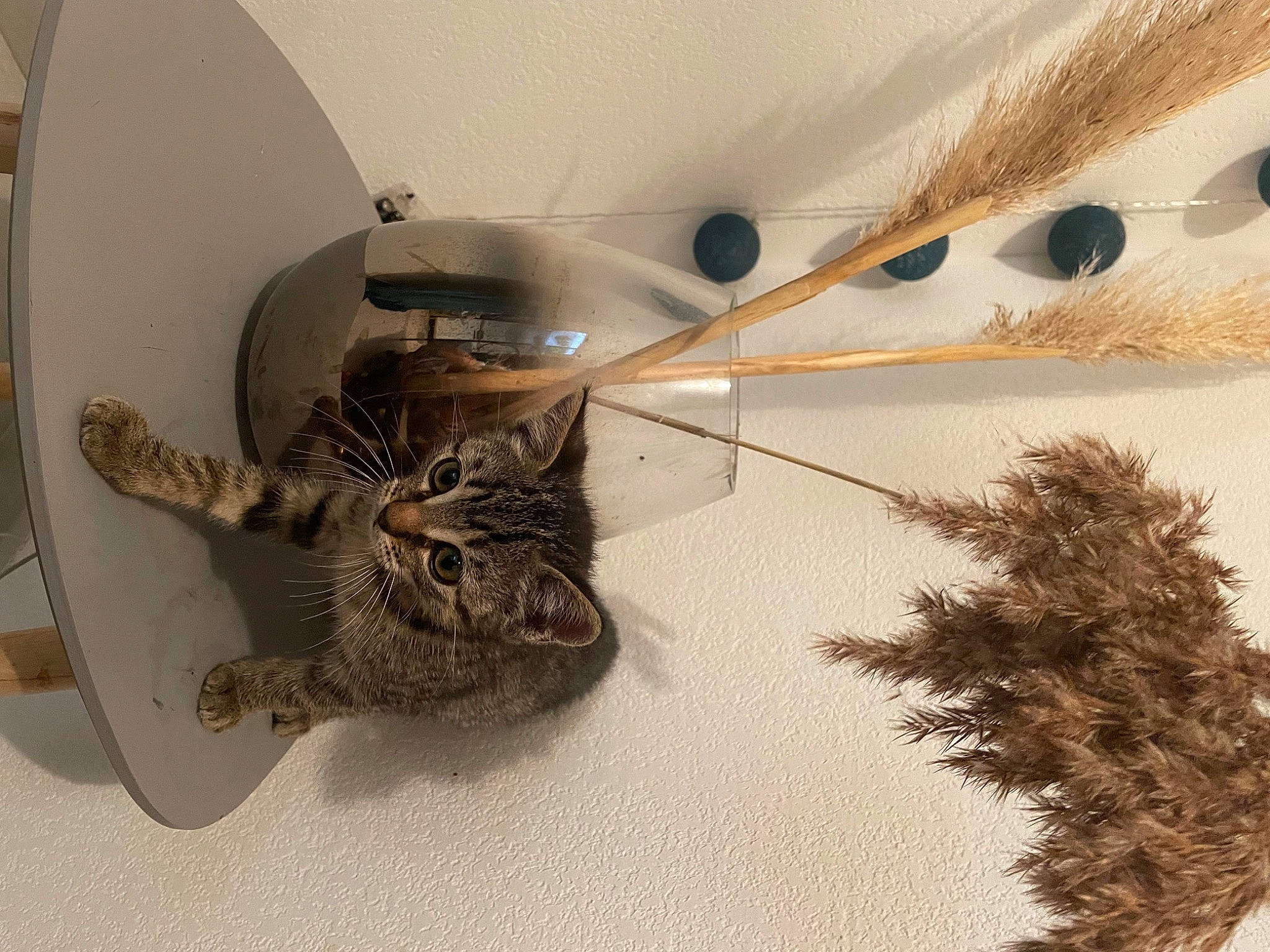 Kiara a rejoint le concours — aidez-le/la à gagner de superbes lots ! art, carnivore, cat, ceiling, circle, domestic_short_haired_cat, door, felidae, fur, metal, organism, shelf, small_to_medium_sized_cats, tail, tree, twig, vertebrate, whiskers, wing, wood