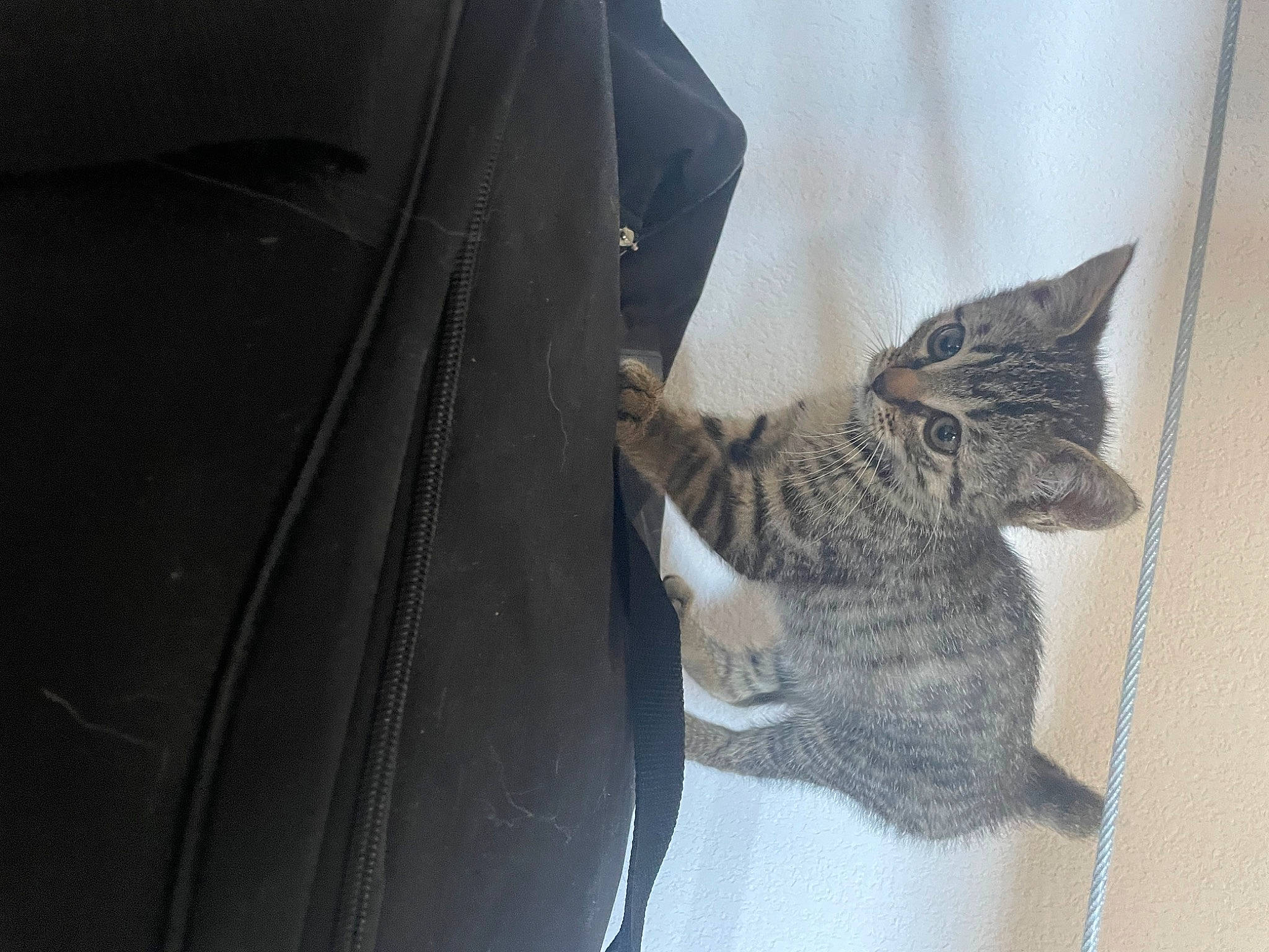 Kiara participe au concours pour gagner de l'argent avec cette photo : automotive_exterior, automotive_tire, automotive_wheel_system, carnivore, cat, claw, comfort, domestic_short_haired_cat, felidae, fender, fur, grey, rim, small_to_medium_sized_cats, synthetic_rubber, tail, tread, vehicle_door, whiskers, window