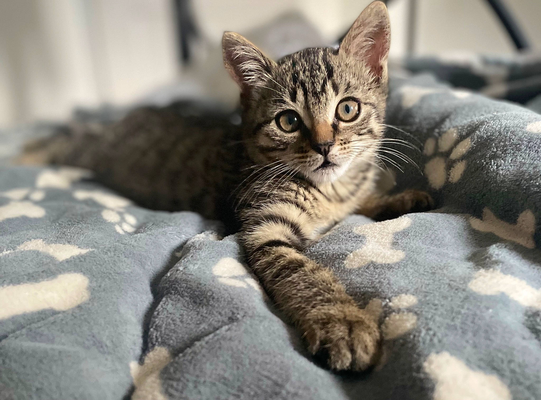 Kiara a rejoint le concours — aidez-le/la à gagner de superbes lots ! carnivore, cat, claw, comfort, domestic_short_haired_cat, eye, felidae, fur, paw, small_to_medium_sized_cats, snout, terrestrial_animal, tree, whiskers, wildlife