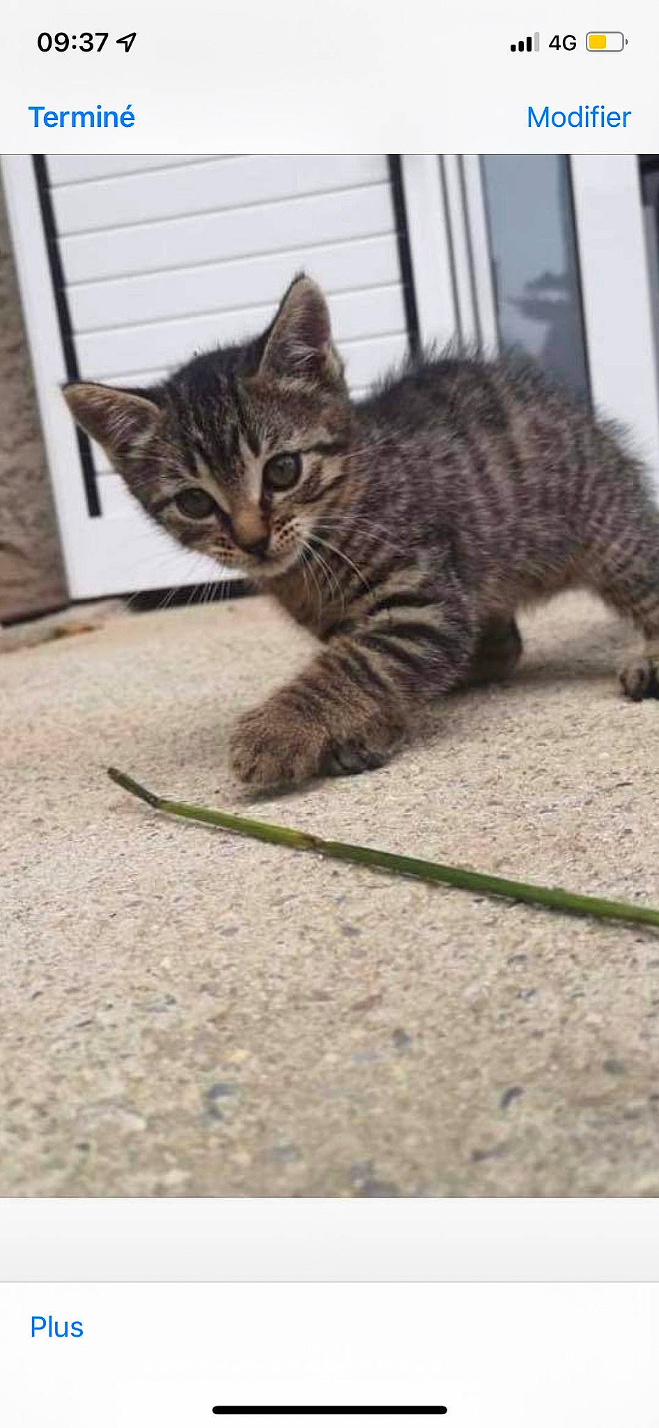 Kiara a rejoint le concours — aidez-le/la à gagner de superbes lots ! carnivore, cat, claw, domestic_short_haired_cat, felidae, fur, grass, paw, small_to_medium_sized_cats, snout, tail, terrestrial_animal, whiskers, wildlife