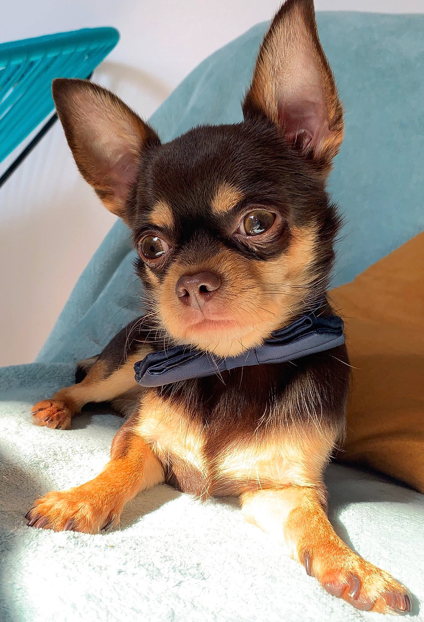 Diego participe au concours pour gagner de l'argent avec cette photo : canidae, carnivore, chihuahua, comfort, companion_dog, dog, dog_breed, ear, fawn, fur, head, liver, mammal, russkiy_toy, snout, sporting_group, terrestrial_animal, toy_dog, whiskers, working_animal