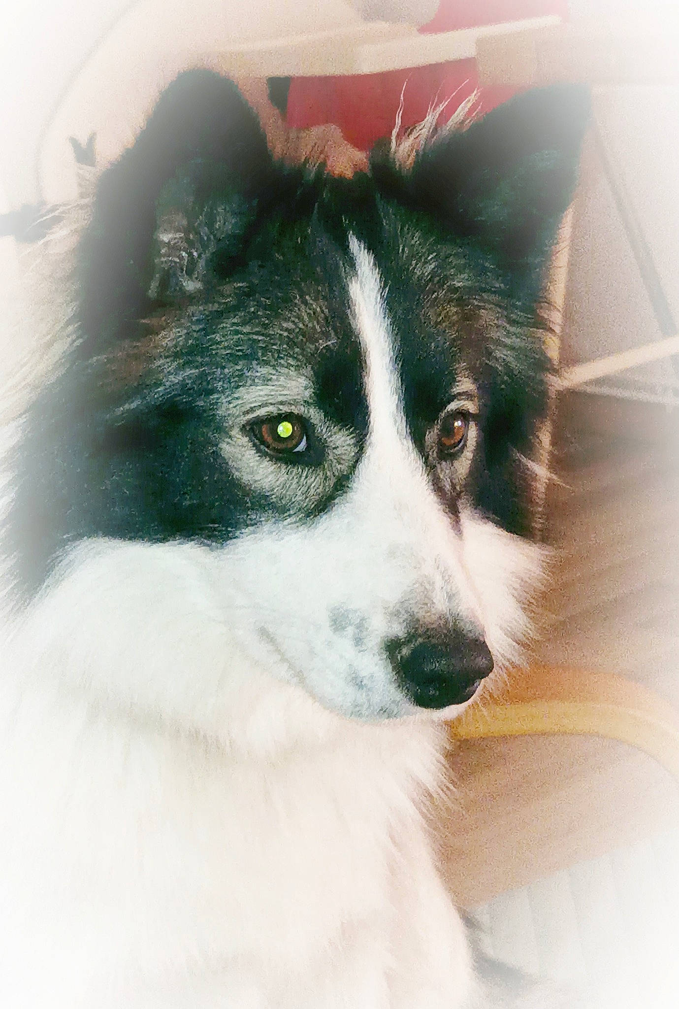 Tina a rejoint le concours — aidez-le/la à gagner de superbes lots ! ancient_dog_breeds, art, australian_collie, australian_shepherd, border_collie, canidae, carnivore, companion_dog, dog, dog_breed, fur, herding_dog, jaw, snout, sporting_group, tints_and_shades, whiskers, working_animal, working_dog