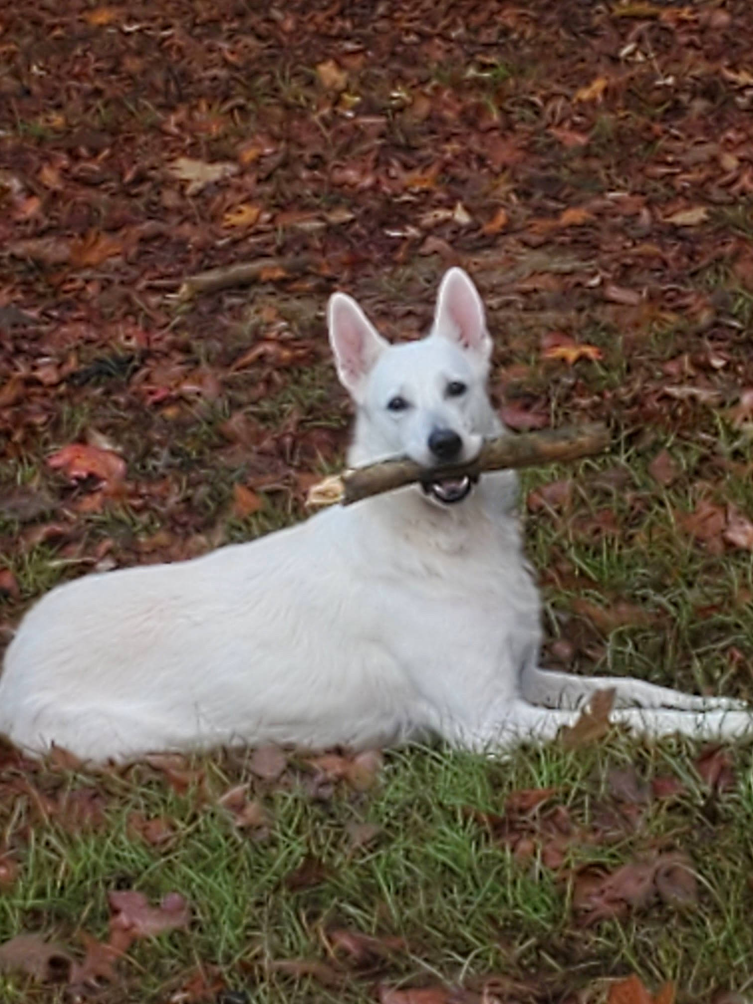 Rose is registered to the contest to win money with this photo: ancient_dog_breeds, canidae, carnivore, companion_dog, corgi_chihuahua, dog, dog_breed, ear, eye, fawn, grass, head, non_sporting_group, plant, snout, sporting_group, tail, terrestrial_animal, whiskers, working_animal