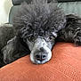 Joey is registered to the contest to win money with this photo: poodle, dog, pet, close_up, nose, eyes, fur, curly_hair, cushion, orange_cushion, sofa, indoor, resting, sleepy, portrait, brown_eyes, whiskers, muzzle, head, cozy