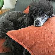 Joey is registered to the contest to win money with this photo: poodle, dog, pet, pillow, couch, sofa, indoor, home, resting, black_fur, curly_fur, portrait, eyes, face, furniture, lamp, wooden_table, cushion, cozy, close_up
