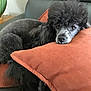 poodle, dog, pet, pillow, couch, sofa, indoor, home, resting, black_fur, curly_fur, portrait, eyes, face, furniture, lamp, wooden_table, cushion, cozy, close_up