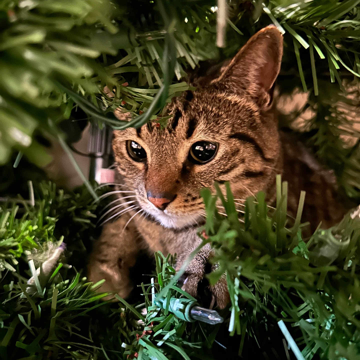 Charlie joined the competition — help win amazing prizes! abyssinian, animal, cat, fern, fir, green, jungle, kitten, leaf, lynx, manx, nature, ocelot, outdoors, pet, plant, reed, tree, vegetation