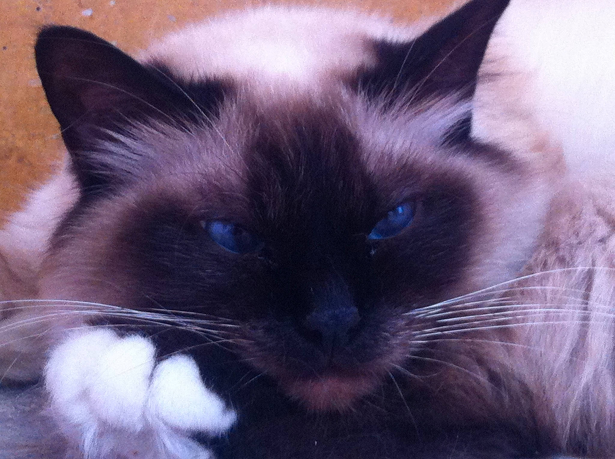 Héphira a rejoint le concours — aidez-le/la à gagner de superbes lots ! birman, carnivore, cat, close_up, comfort, electric_blue, eye, fawn, felidae, fur, nose, siamese, small_to_medium_sized_cats, snout, terrestrial_animal, whiskers