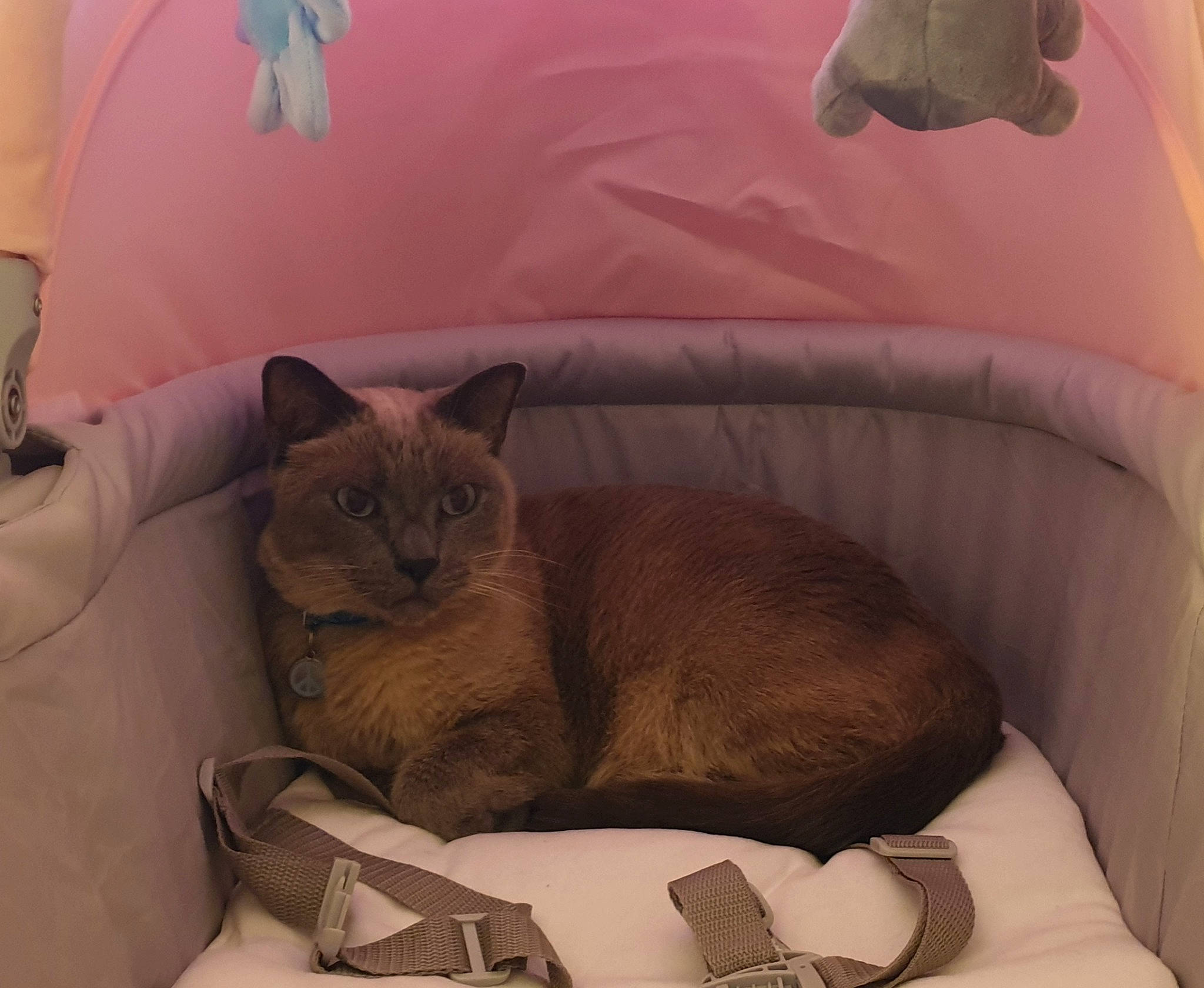 Eros participe au concours pour gagner de l'argent avec cette photo : carnivore, cat, cat_bed, cat_supply, comfort, domestic_short_haired_cat, fawn, felidae, fur, linens, mammal, nap, pet_supply, room, slipcover, small_to_medium_sized_cats, tail, vertebrate, whiskers