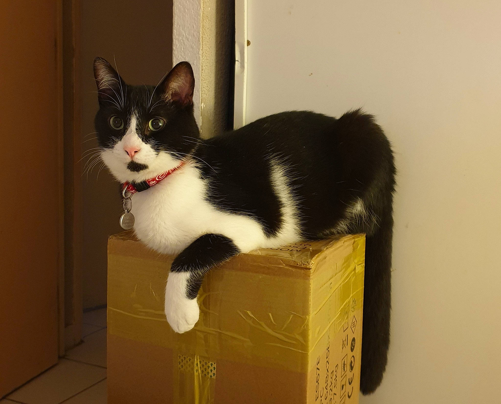 Pixel a rejoint le concours — aidez-le/la à gagner de superbes lots ! box, cardboard, carnivore, carton, cat, cat_supply, domestic_short_haired_cat, felidae, fur, package_delivery, packaging_and_labeling, packing_materials, paper_product, paw, shipping_box, small_to_medium_sized_cats, snout, tail, whiskers, wood