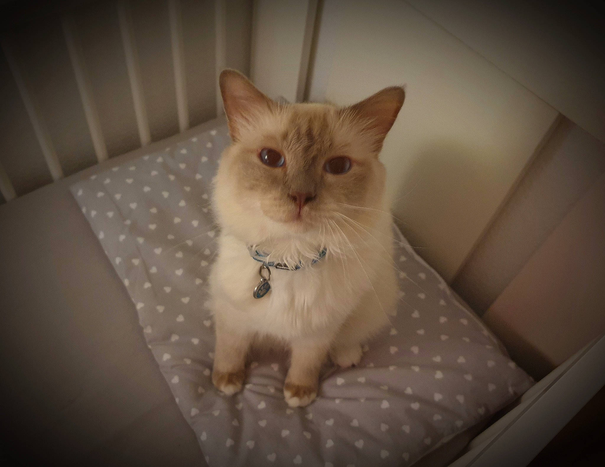 Lou a rejoint le concours — aidez-le/la à gagner de superbes lots ! bed, carnivore, cat, chair, comfort, darkness, domestic_short_haired_cat, fawn, felidae, fur, linens, paw, plant, sitting, small_to_medium_sized_cats, snout, tail, terrestrial_animal, whiskers, wood