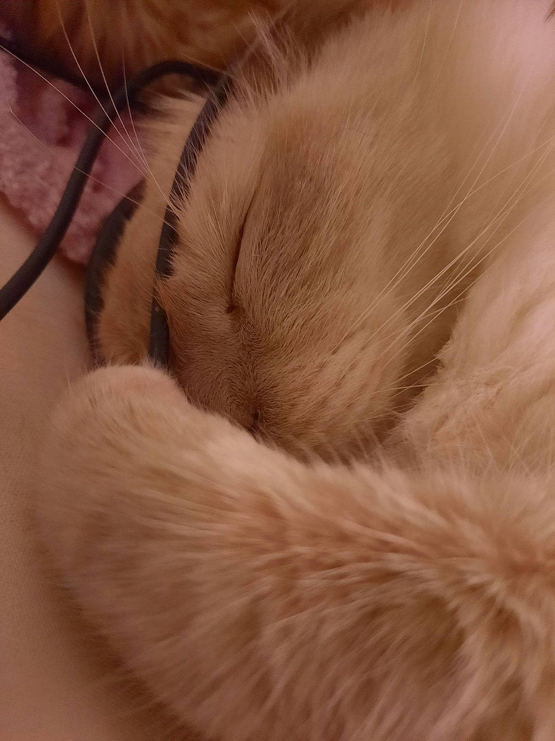 Lou a rejoint le concours — aidez-le/la à gagner de superbes lots ! carnivore, cat, claw, comfort, domestic_short_haired_cat, eye, fawn, felidae, fur, nap, paw, sleep, small_to_medium_sized_cats, snout, tail, whiskers