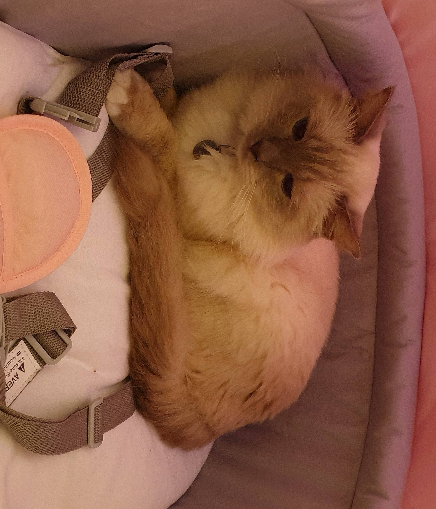 Lou a rejoint le concours — aidez-le/la à gagner de superbes lots ! bag, baggage, british_longhair, canidae, carnivore, cat, cat_bed, cat_supply, claw, comfort, companion_dog, felidae, fur, mechanical_fan, nap, paw, small_to_medium_sized_cats, snout, tail, whiskers