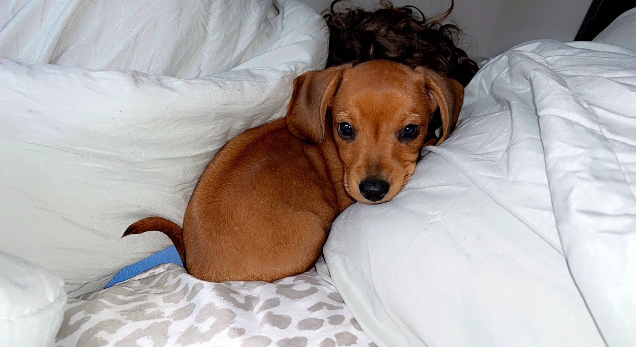 Hemi is registered to the contest to win money with this photo: canidae, carnivore, collar, comfort, companion_dog, dog, dog_breed, dog_supply, ear, fawn, fur, linens, liver, snout, sporting_group, terrestrial_animal, whiskers, working_animal