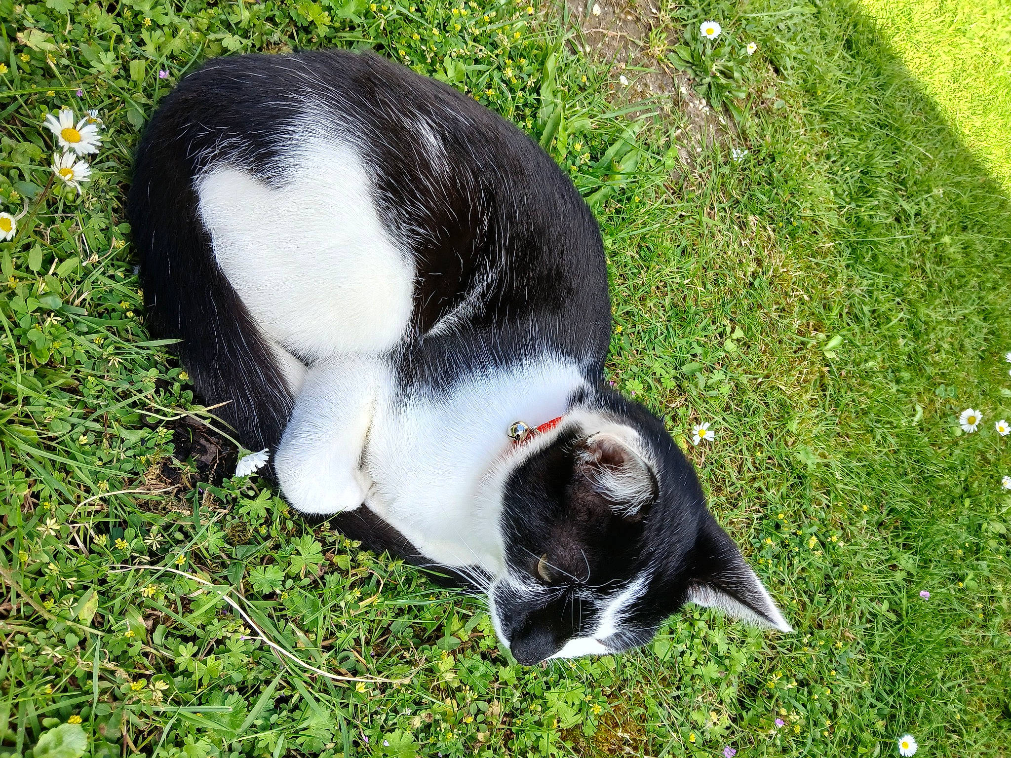 Nino participe au concours pour gagner de l'argent avec cette photo : canidae, carnivore, cat, companion_dog, dog_breed, domestic_short_haired_cat, felidae, foot, fur, grass, grass_family, groundcover, non_sporting_group, paw, plant, small_to_medium_sized_cats, sporting_group, tail, terrestrial_animal, whiskers