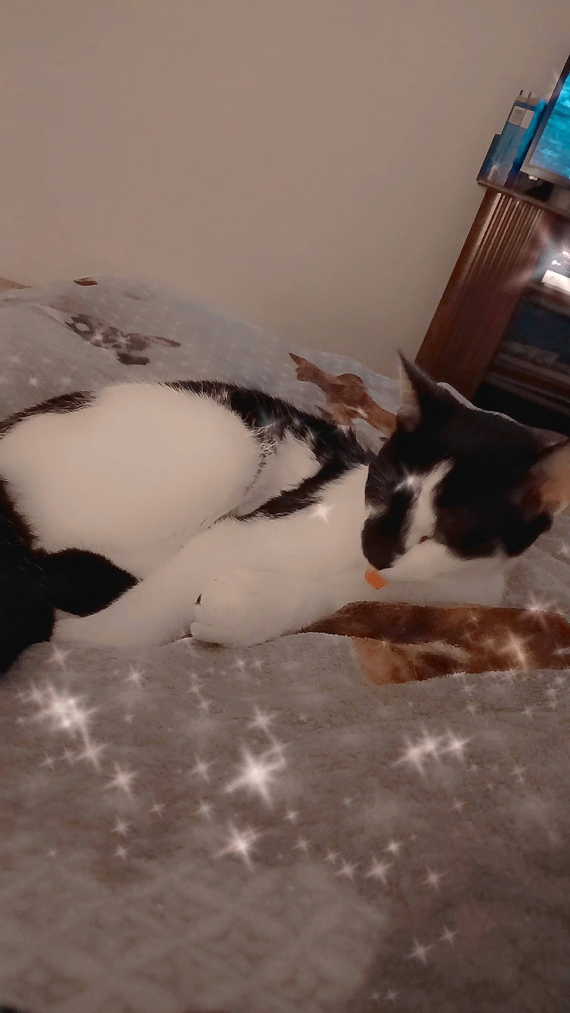 Nino a rejoint le concours — aidez-le/la à gagner de superbes lots ! cabinetry, carnivore, cat, claw, comfort, domestic_short_haired_cat, felidae, flooring, freezing, fur, hardwood, room, small_to_medium_sized_cats, tail, whiskers, window, winter, wood