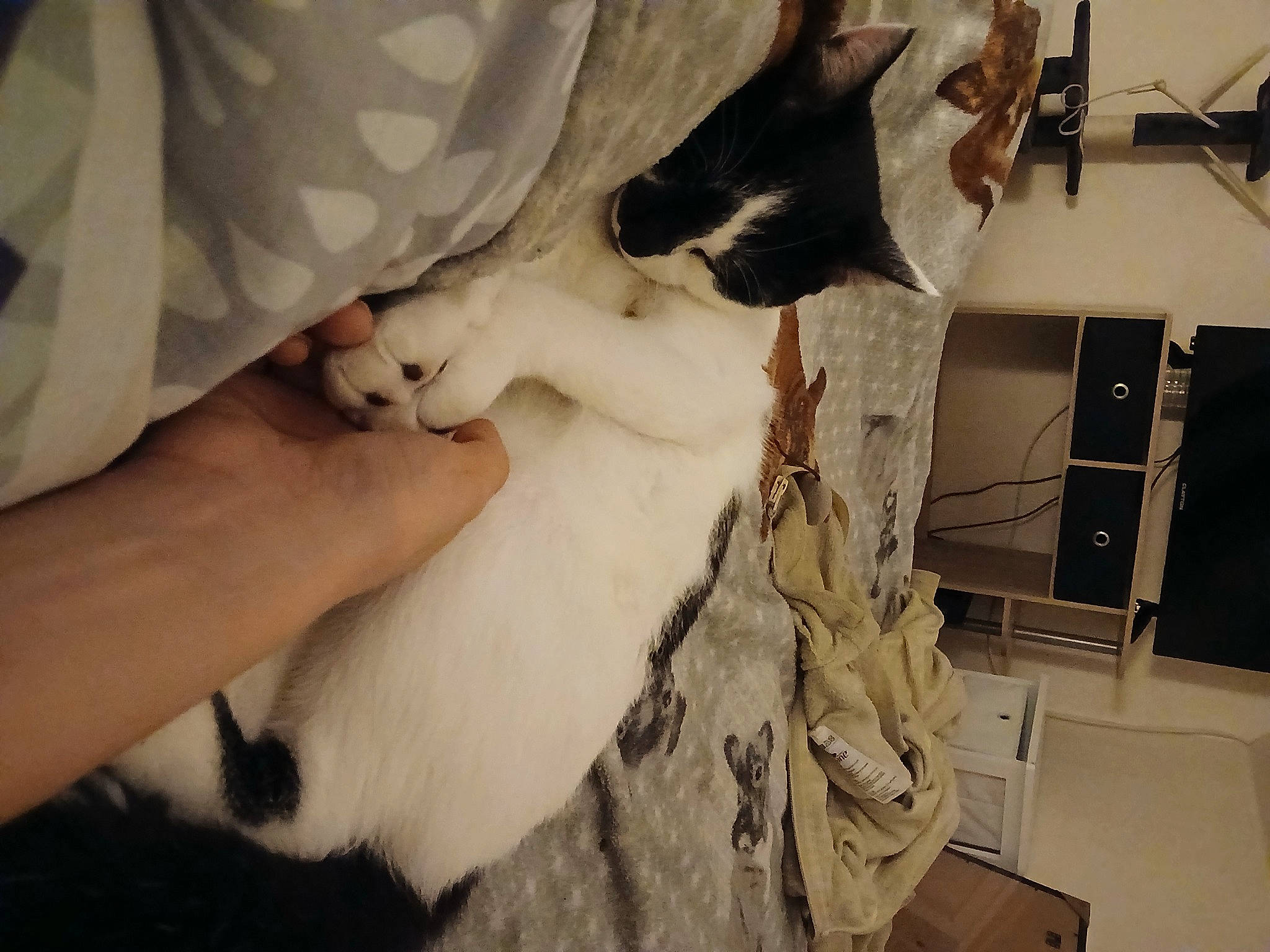 Nino a rejoint le concours — aidez-le/la à gagner de superbes lots ! canidae, carnivore, cat, comfort, companion_dog, dog_breed, domestic_short_haired_cat, fawn, felidae, formal_wear, fur, gesture, human_leg, nail, paw, small_to_medium_sized_cats, sporting_group, tail, whiskers, wood