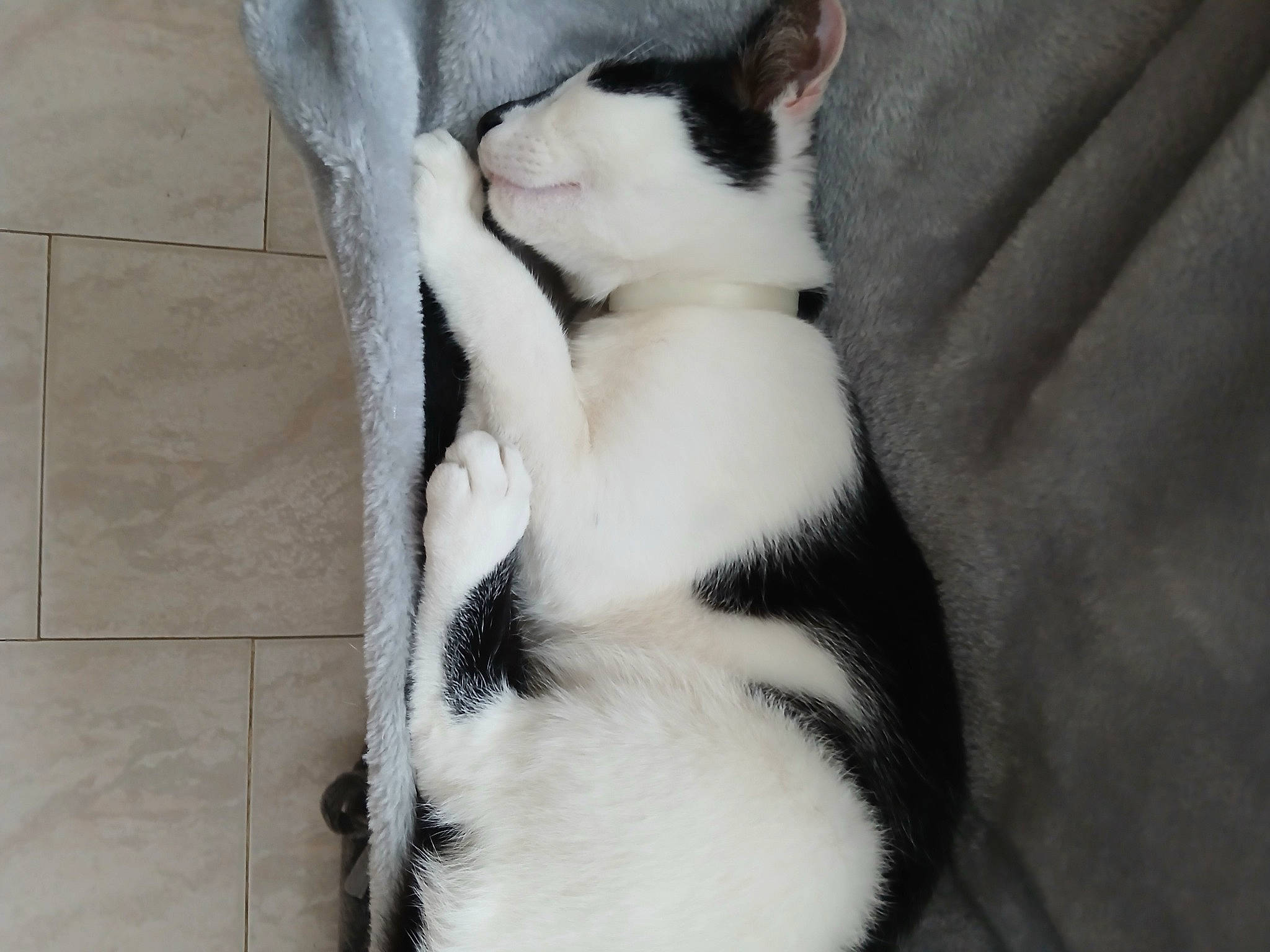 Nino participe au concours pour gagner de l'argent avec cette photo : canidae, carnivore, cat, claw, comfort, companion_dog, dog_breed, domestic_short_haired_cat, felidae, flooring, fur, nap, paw, puppy, small_to_medium_sized_cats, snout, tail, terrestrial_animal, whiskers