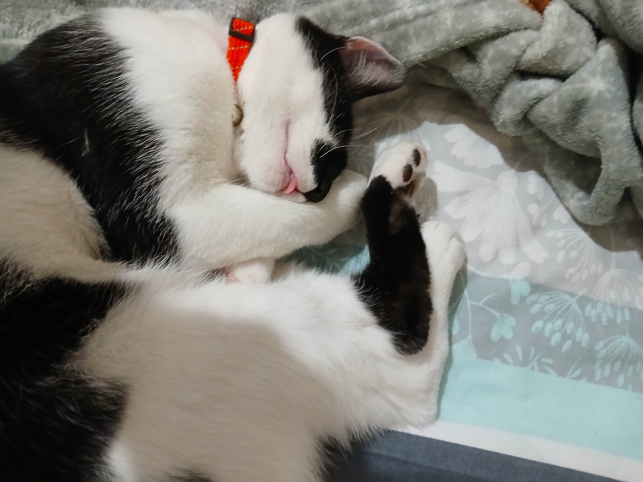 Nino participe au concours pour gagner de l'argent avec cette photo : carmine, carnivore, cat, claw, comfort, domestic_short_haired_cat, felidae, foot, fur, nap, paw, small_to_medium_sized_cats, tail, terrestrial_animal, whiskers