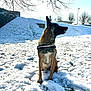 dog, canine, snow, winter, outdoor, harness, sitting, portrait, sunlight, sunflare, trees, park, grass, pawprints, ears, alert, cold, bright, nature, scene