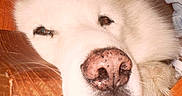 Mohican participe au concours pour gagner de l'argent avec cette photo :