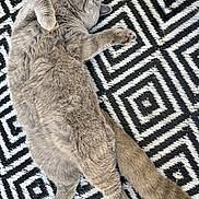 Mauï participe au concours pour gagner de l'argent avec cette photo : animal, black_and_white, cat, cozy, cute, domestic_cat, feline, fluffy, fur, geometric_pattern, gray_cat, indoor, patterned_rug, paw, pet, relaxed, resting, rug, sleeping, tail