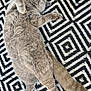 animal, black_and_white, cat, cozy, cute, domestic_cat, feline, fluffy, fur, geometric_pattern, gray_cat, indoor, patterned_rug, paw, pet, relaxed, resting, rug, sleeping, tail