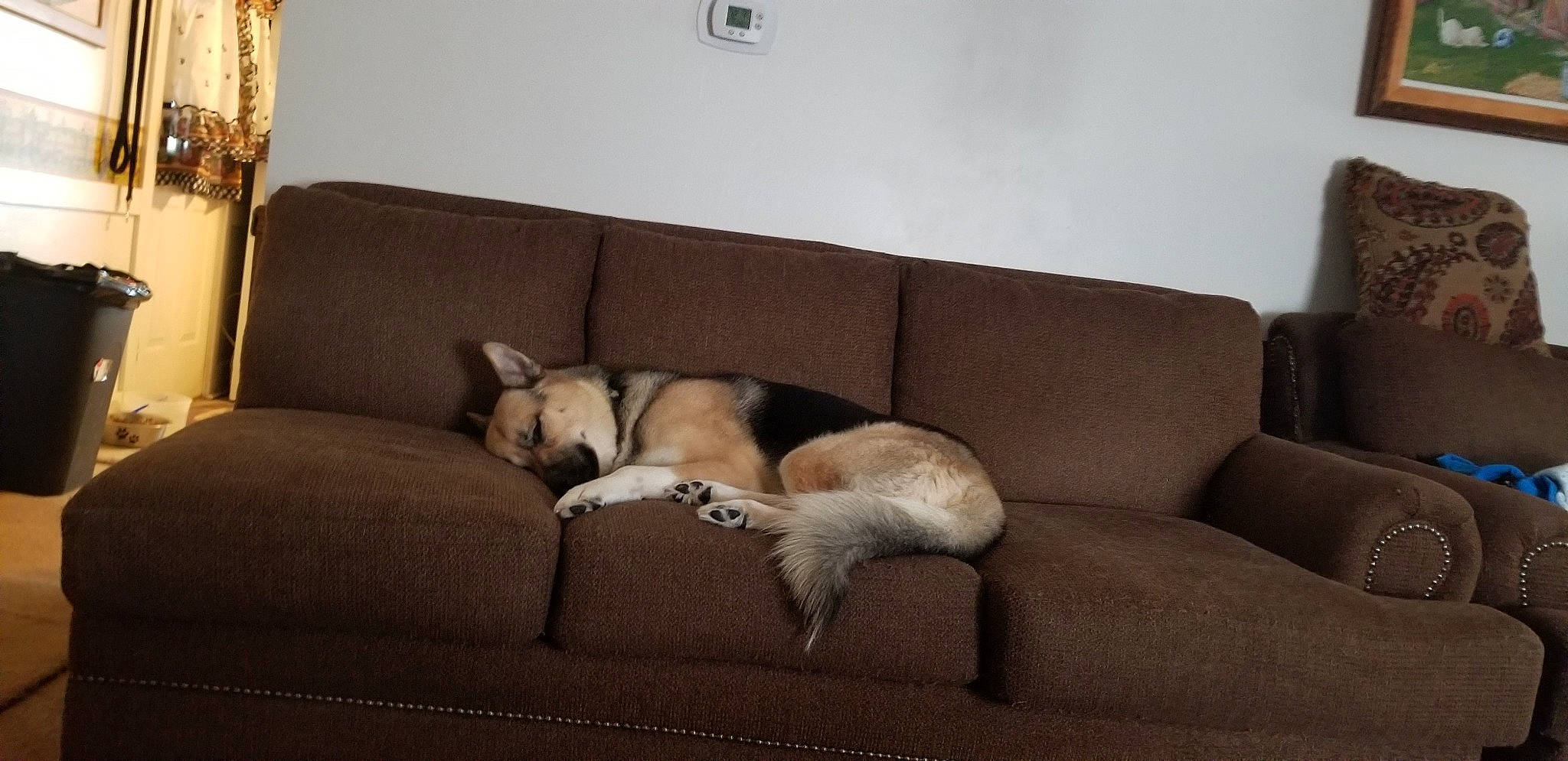 Bear joined the competition — help win amazing prizes! canidae, carnivore, comfort, companion_dog, couch, dog, dog_breed, fawn, felidae, flooring, furniture, hardwood, home, interior_design, living_room, room, sofa_bed, studio_couch, tail, wood