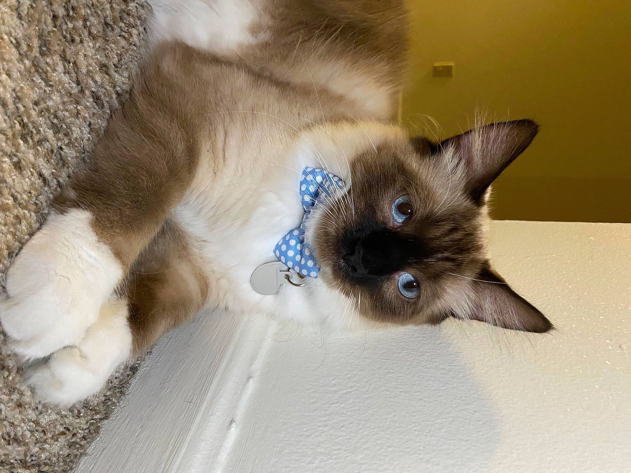 Kenai joined the competition — help win amazing prizes! balinese, carnivore, cat, claw, domestic_short_haired_cat, fawn, felidae, flooring, fur, paw, siamese, small_to_medium_sized_cats, snout, tail, terrestrial_animal, thai, tonkinese, whiskers