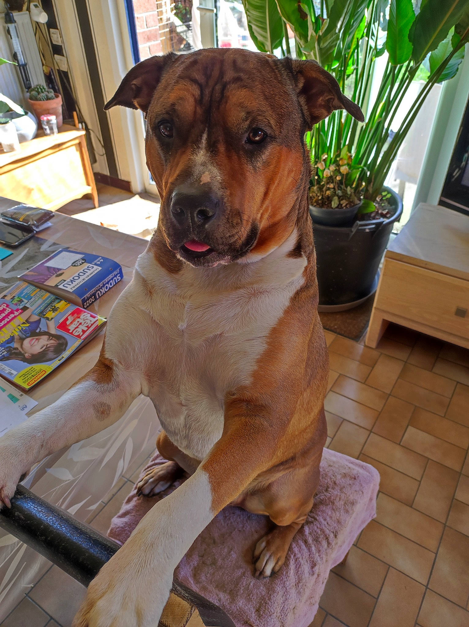 Paco participe au concours pour gagner de l'argent avec cette photo : canidae, carnivore, collar, companion_dog, dog, dog_breed, dog_collar, fawn, flooring, flowerpot, houseplant, liver, molosser, pet_supply, plant, snout, sporting_group, whiskers, working_animal, working_dog